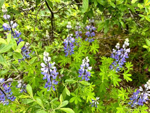 juneau lupine.jpg